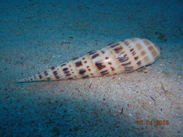 DSCN0993